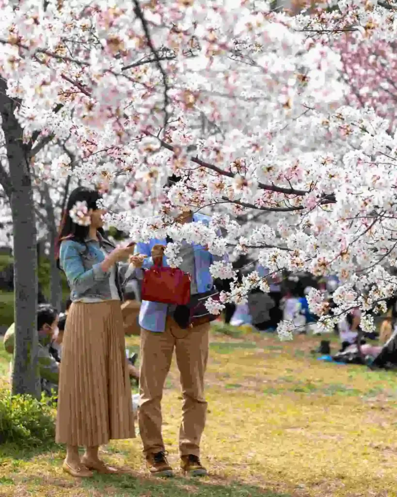 2.Cherry_Blossom_Couple_Compressed Couple enjoying cherry blossom Japan 2025 under blooming sakura trees during spring picnic in a Japanese park
