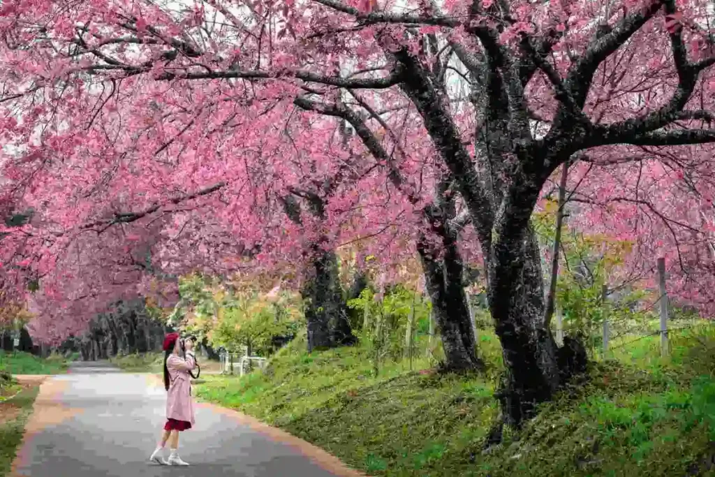 2.Cherry_Blossom_Tourist_Compressed_Under100KB Tourist photographing Experience the magical cherry blossom season in Japan! Find bloom dates, top hanami spots, travel tips & maps for planning your perfect spring trip. under pink sakura trees during spring season on a quiet pathway