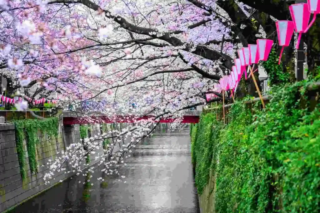 2.Meguro_River_Cherry_Blossom_Compressed Cherry blossom Japan 2025 scene with full bloom sakura trees arching over Meguro River in Tokyo, decorated with pink lanterns during spring festival