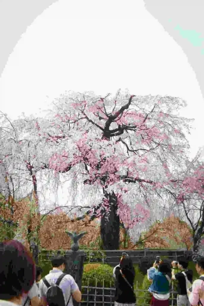 2.Miharu_Takizakura_Compressed (1) Tourists photographing the Miharu Takizakura cherry blossom tree in full bloom in Fukushima, Japan during spring