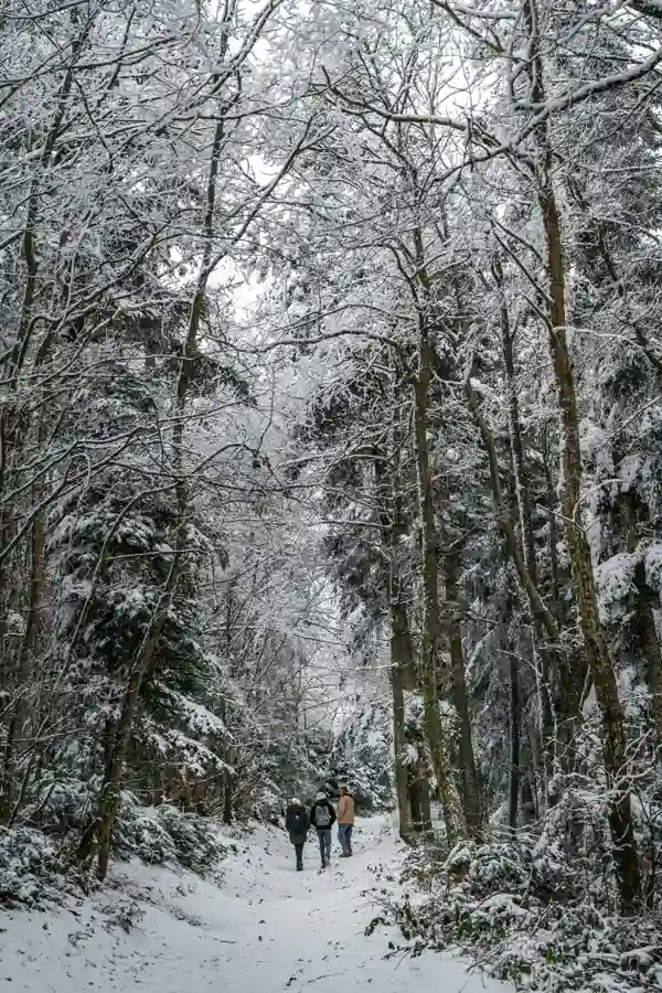 3.compressed_forest_trail Hikers walking through a snow-covered forest trail to Jigokudani Snow Monkey Park in winter, Japan