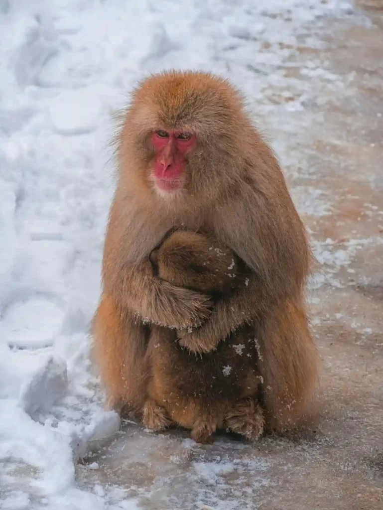 3.compressed_mother_monkey Snow monkeys Japan — mother holding baby in the snow at Jigokudani Snow Monkey Park