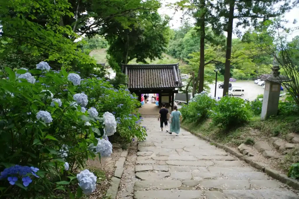 Visitors walking through blooming hydrangeas during rainy season festival at a Japanese temple in June

