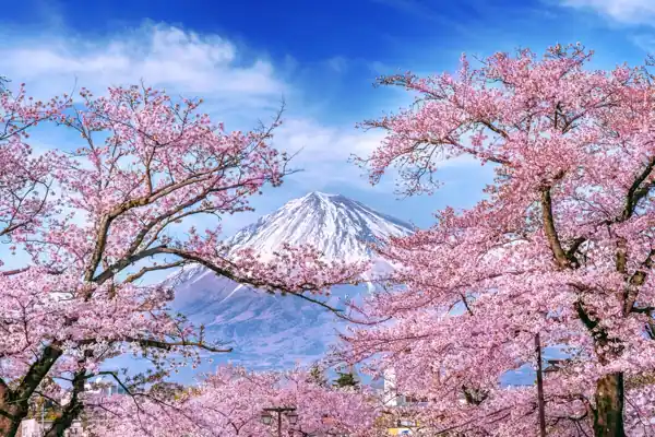 “Mount Fuji with cherry blossoms in full bloom during spring in Japan – iconic sakura season view under clear blue sky”