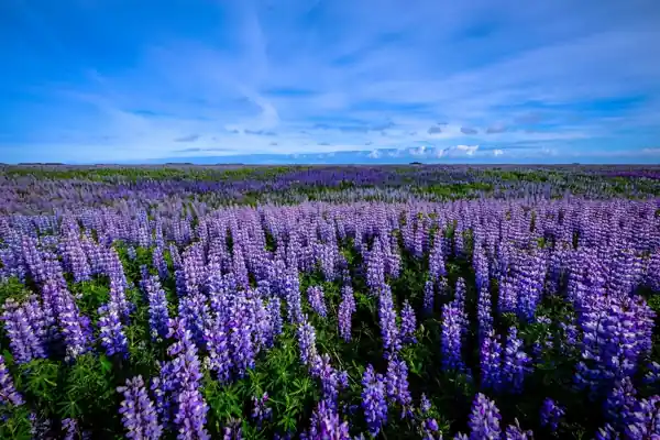 Japan Weather- “Lavender flower field under clear blue sky in Japan during summer season – vibrant purple blooms in rural countryside landscape”