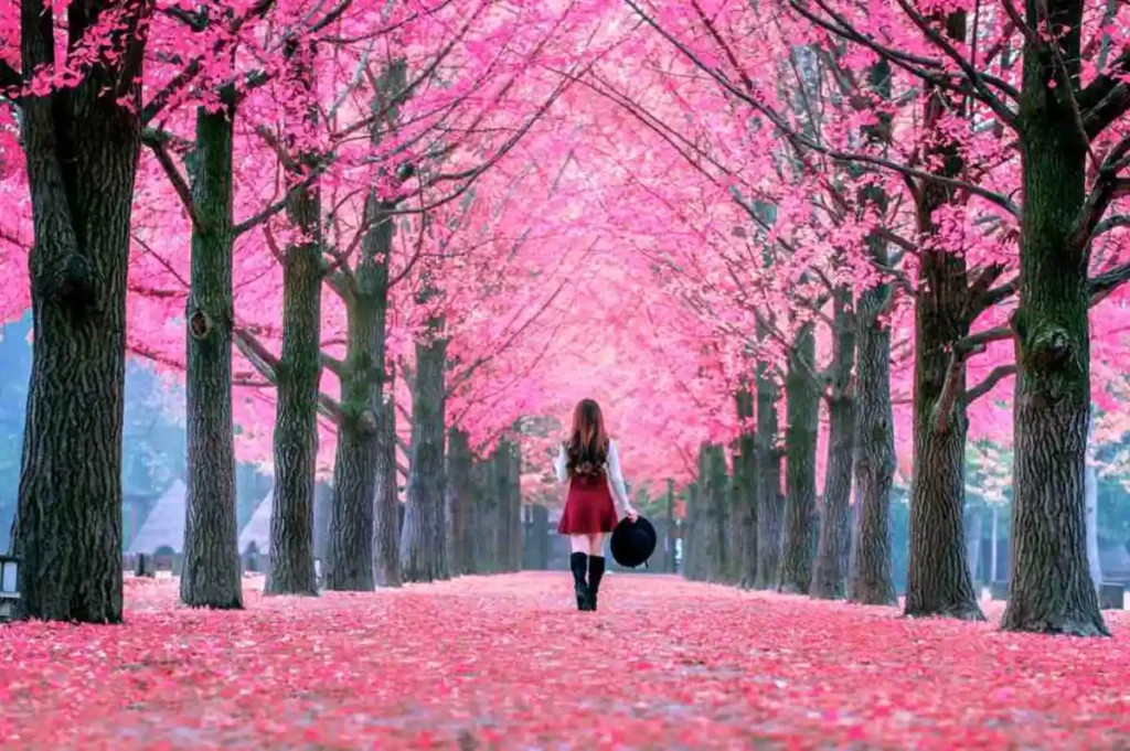 A young woman walking through a vibrant cherry blossom tunnel on Nami Island, South Korea, surrounded by blooming pink trees in spring- japan travel