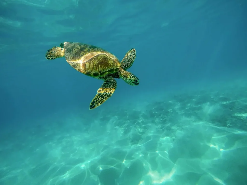 Sea turtle swimming gracefully in the crystal-clear waters off the coast of Oman, showcasing one of the best things to do in Oman for nature and marine life lovers.