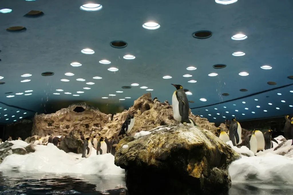 Indoor penguin exhibit at Oman Aquarium, a family-friendly attraction showcasing Arctic wildlife—one of the best things to do in Oman.